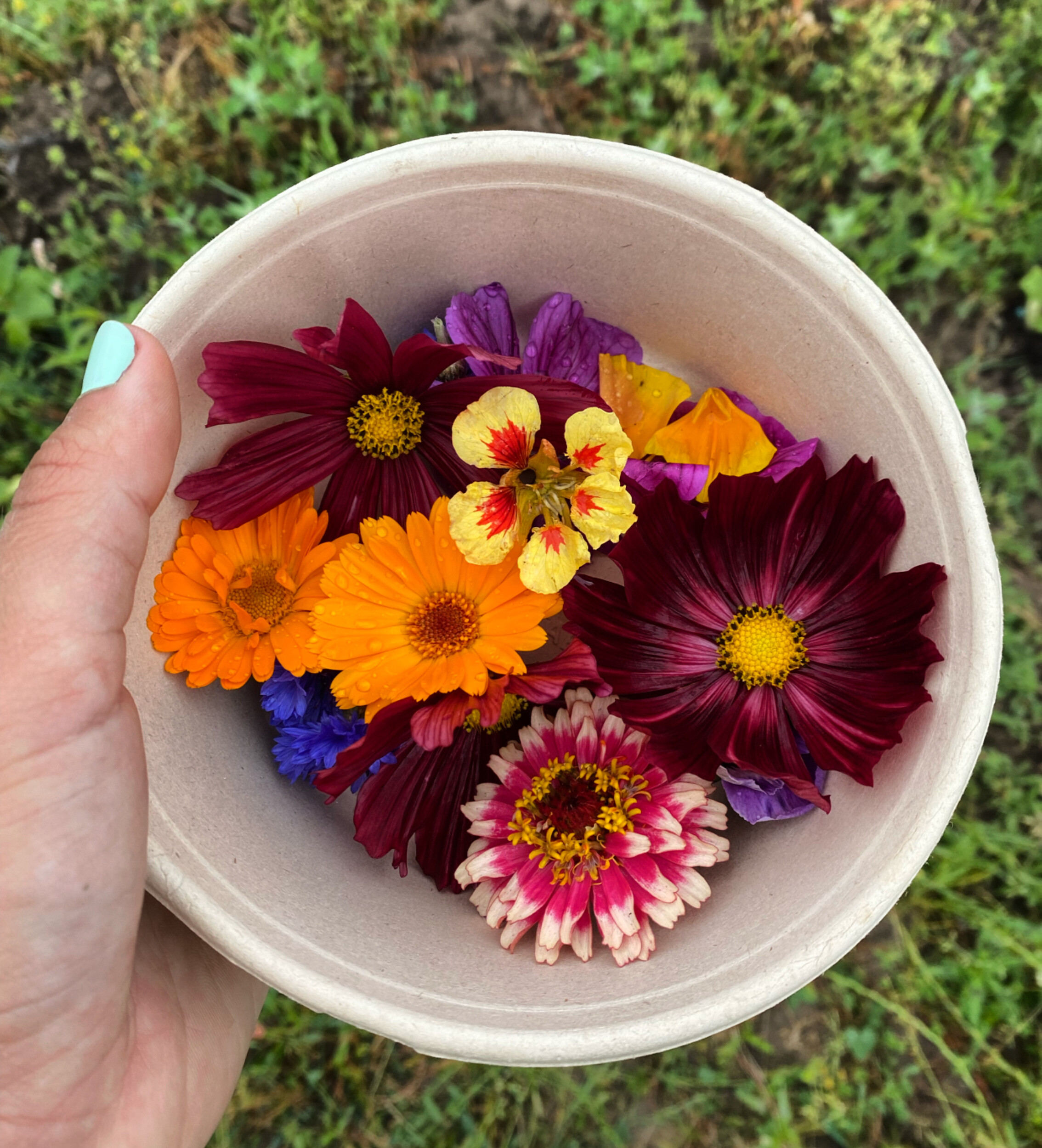 Wecandoo Initiez vous à la culture des fleurs comestibles et des