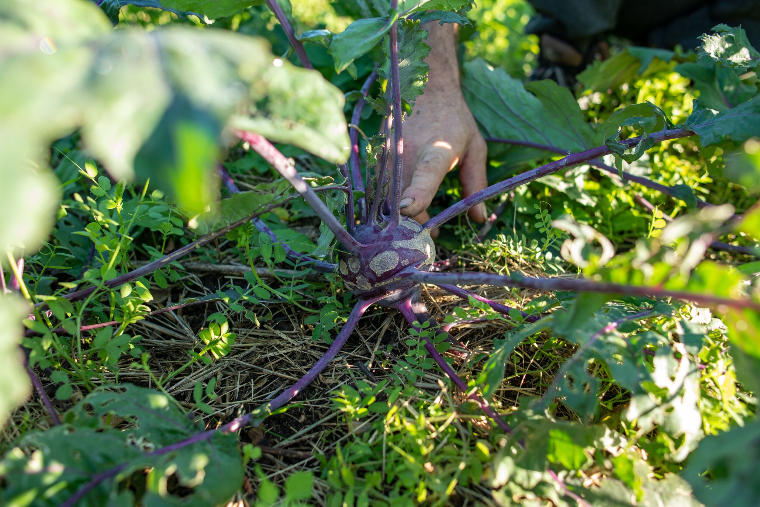 Wecandoo Inspirez votre équipe et initiez vous à la permaculture avec