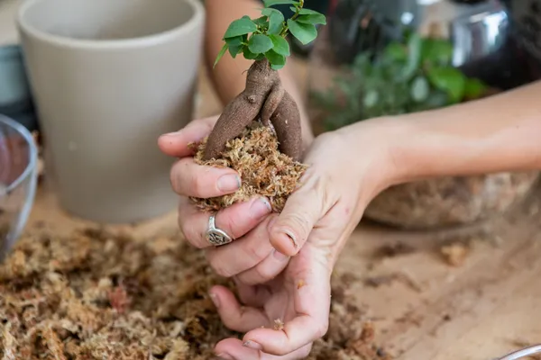 Composez votre terrarium géant (Taille XXL) - Image n°2 - Wecandoo