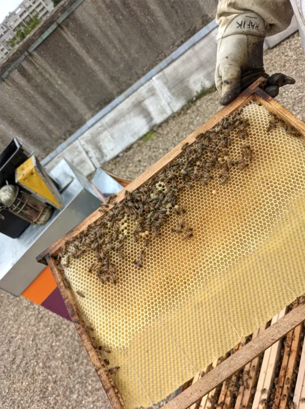 Wecandoo - Découvrez l'apiculture sur le toit de la mairie