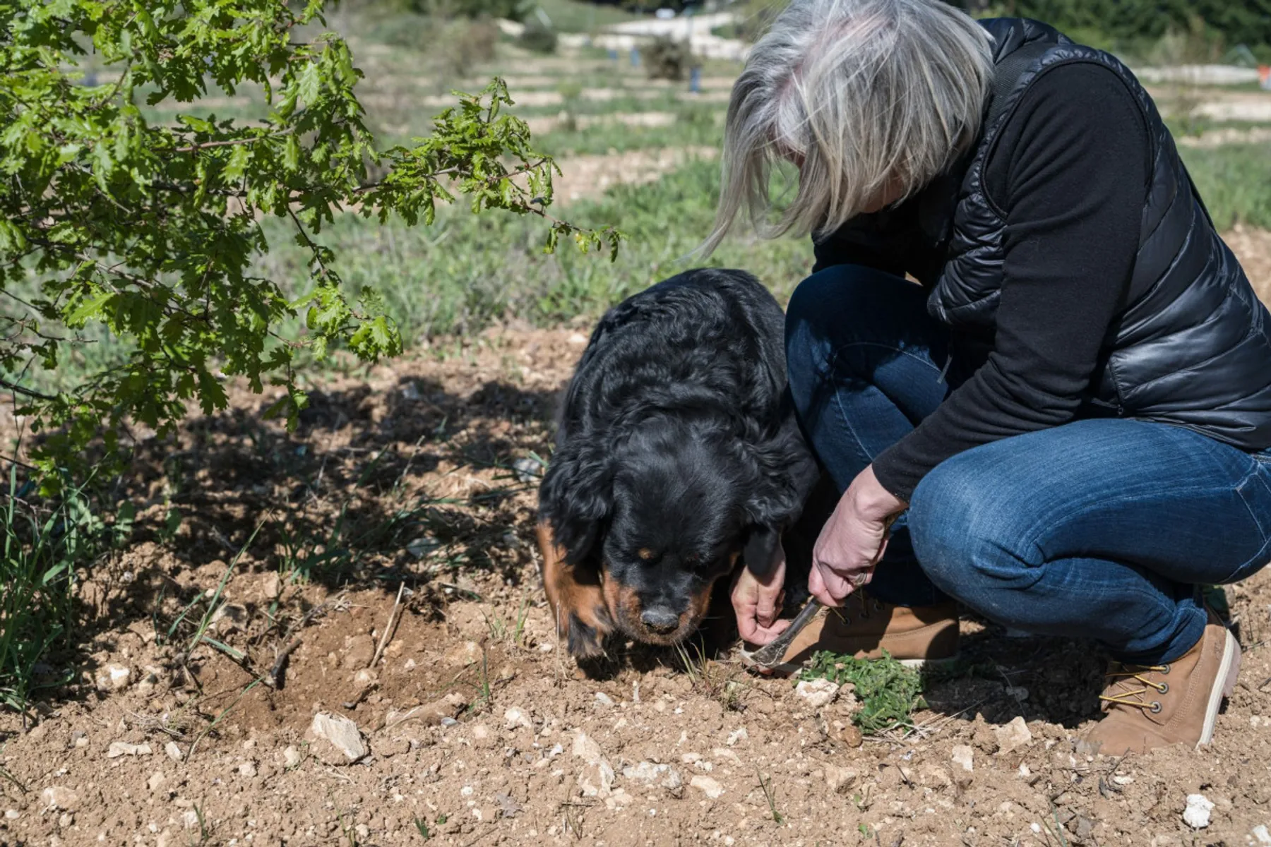 Visitez une truffière, cuisinez et dégustez des mets truffés - Image n°1 - Wecandoo