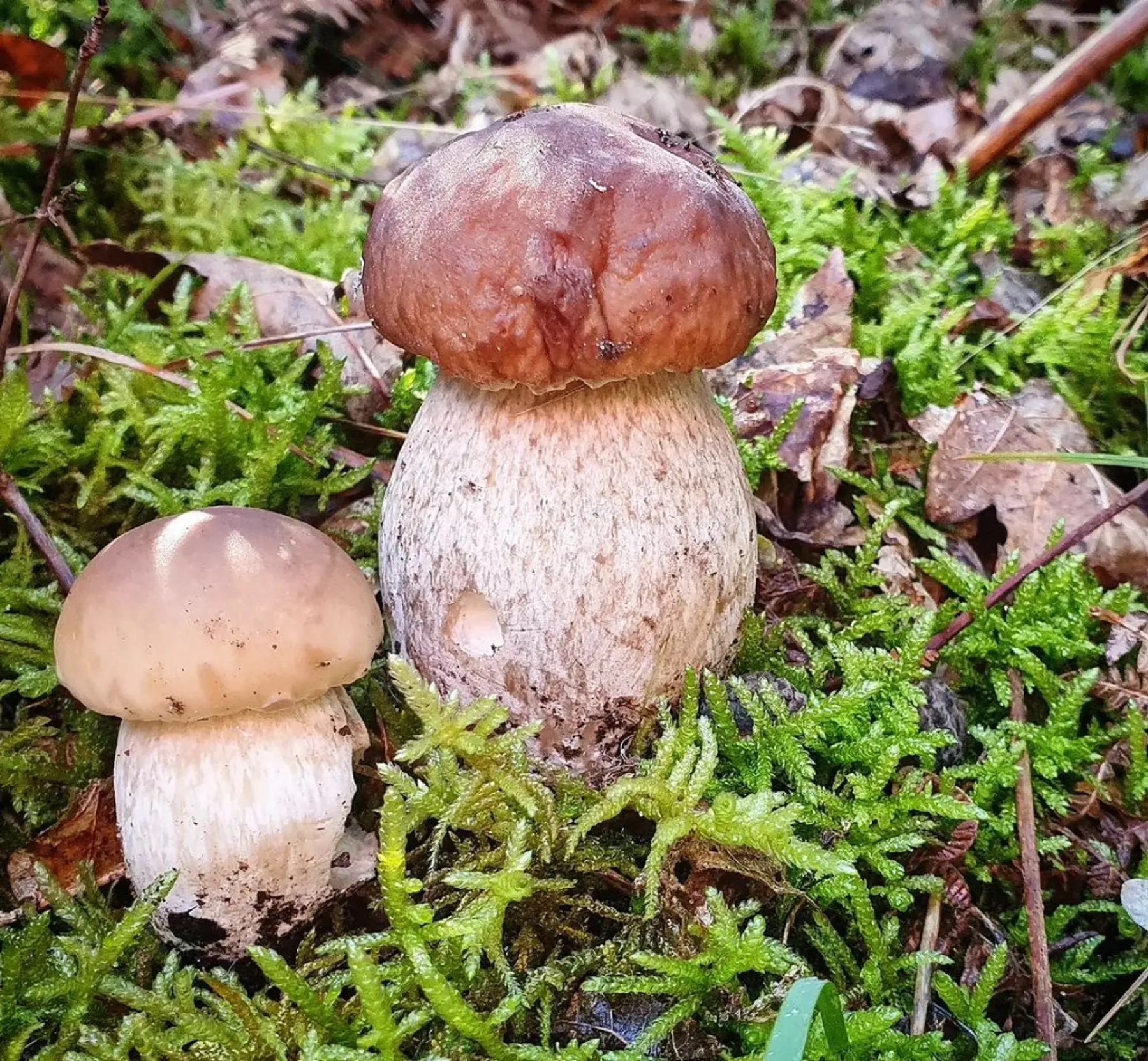 Cueillez vos champignons sauvages - Image n°1 - Wecandoo