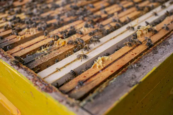 Découvrez l'apiculture - Image n°2 - Wecandoo