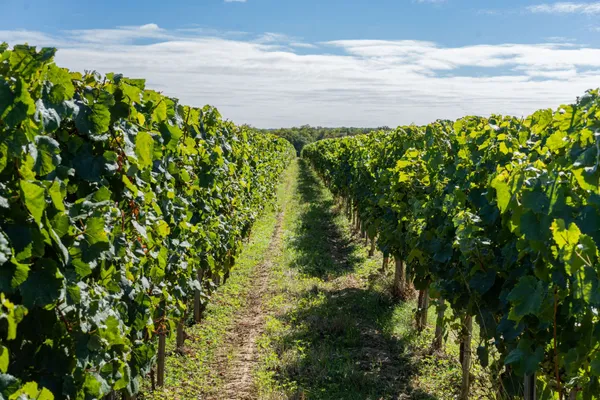 Dégustez une sélection de vins au milieu des vignes - Afbeelding nr. 1 - Wecandoo