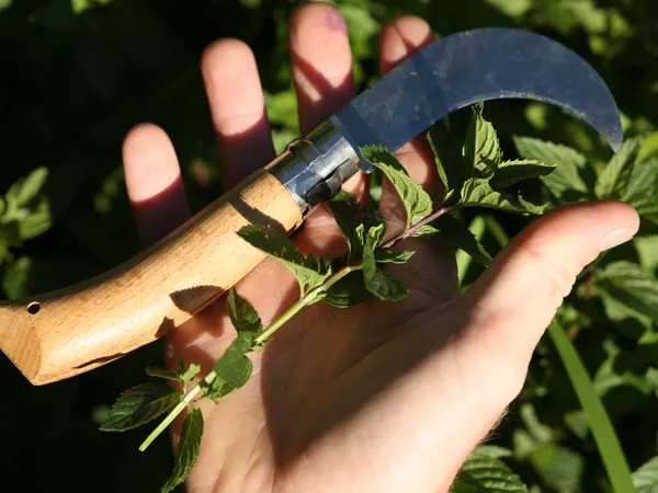 Récoltez vos plantes sauvages - Image n°3 - Wecandoo