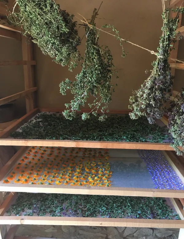 Créez votre infusion sur mesure - Afbeelding nr. 4 - Wecandoo