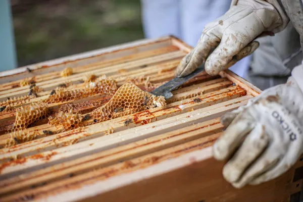 Wecandoo - Découvrez l'apiculture