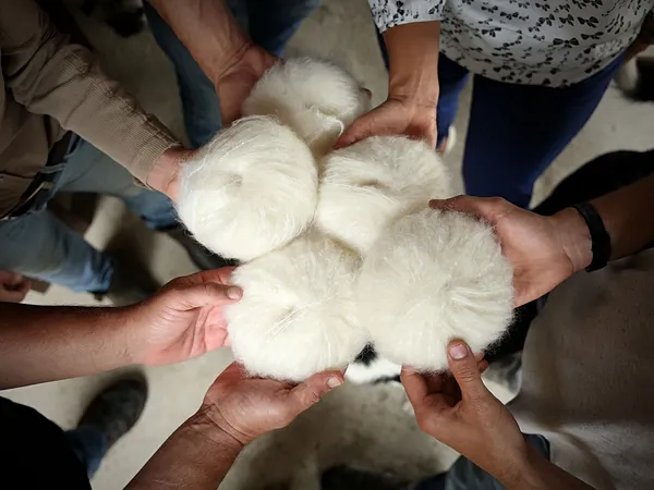 Wecandoo - Découvrez les chèvres angora et le travail du mohair