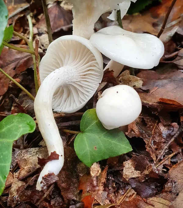 Wecandoo - Cueillez vos champignons sauvages