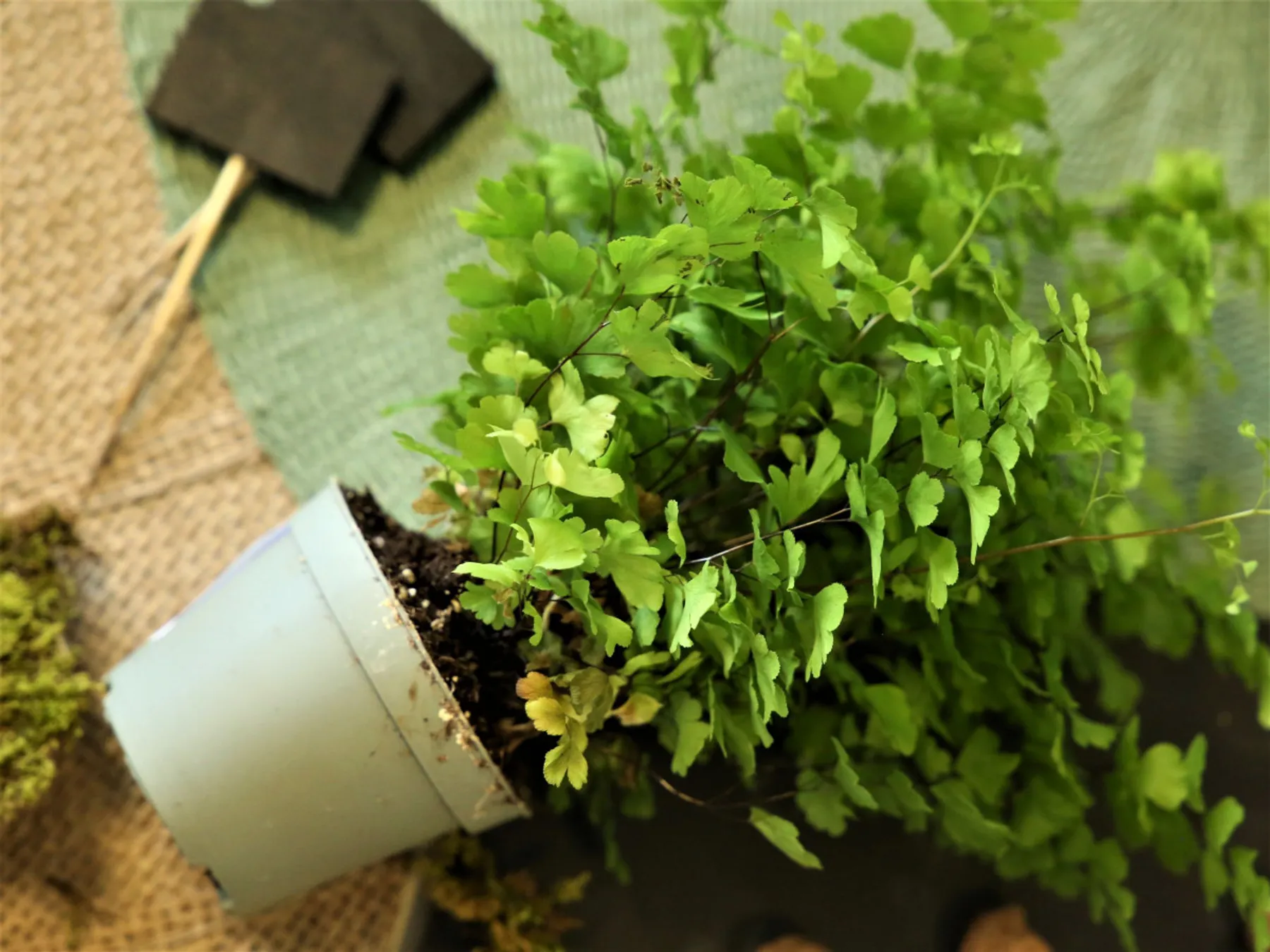 Réalisez votre kokedama - Image n°3 - Wecandoo