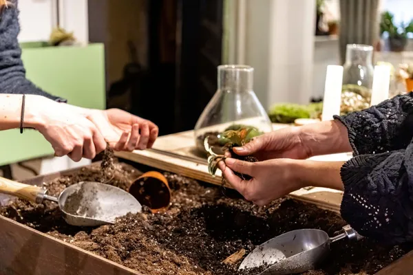 Wecandoo - Composez votre grand terrarium