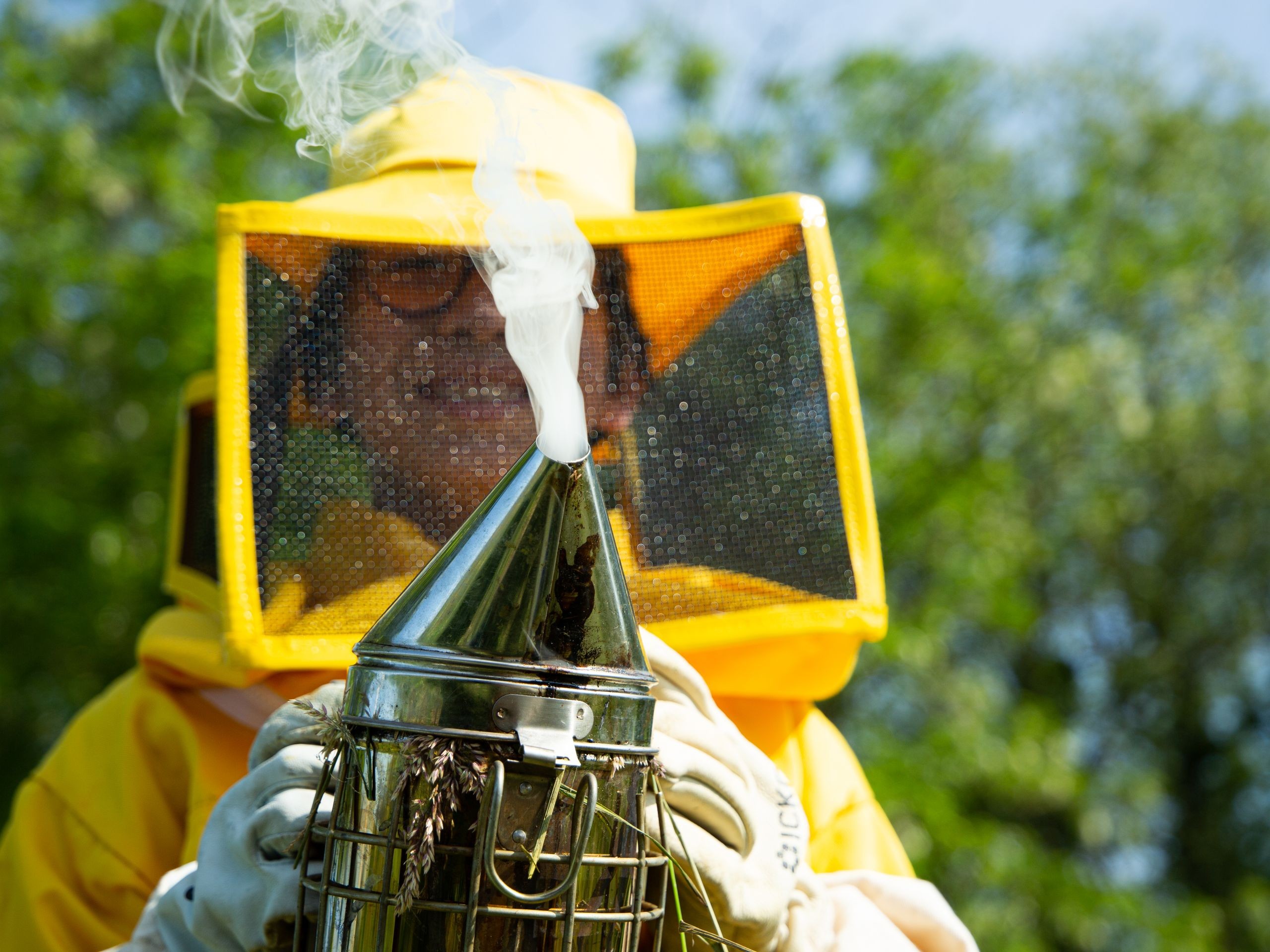 Wecandoo - Découvrez l'apiculture et visitez un rucher - Image n°3