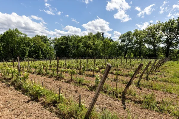 Découvrez la viticulture biodynamique, initiez-vous à la dégustation et repartez avec votre bouteille - Image n°1 - Wecandoo