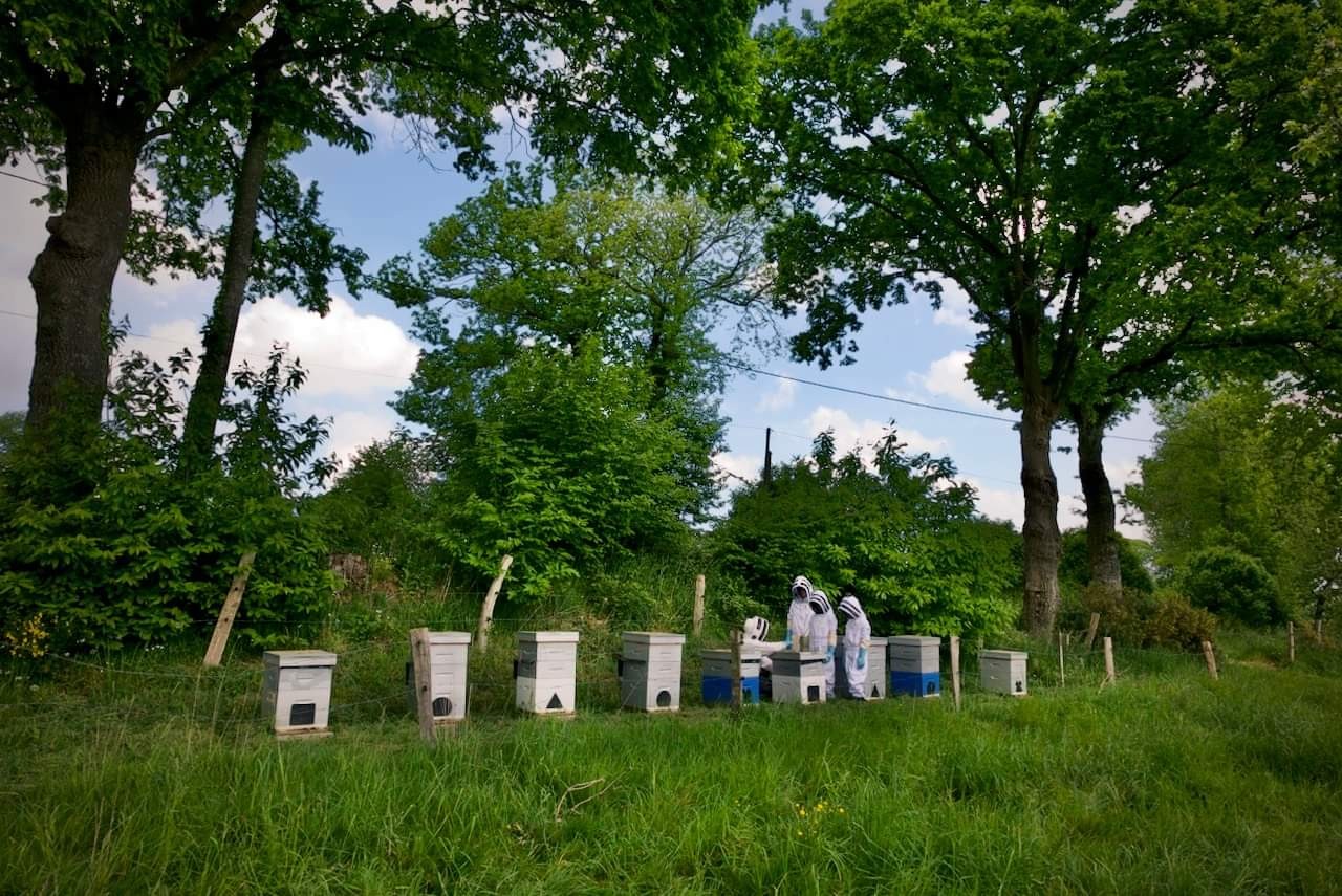 Wecandoo - Découvrez l'apiculture - Image n°1