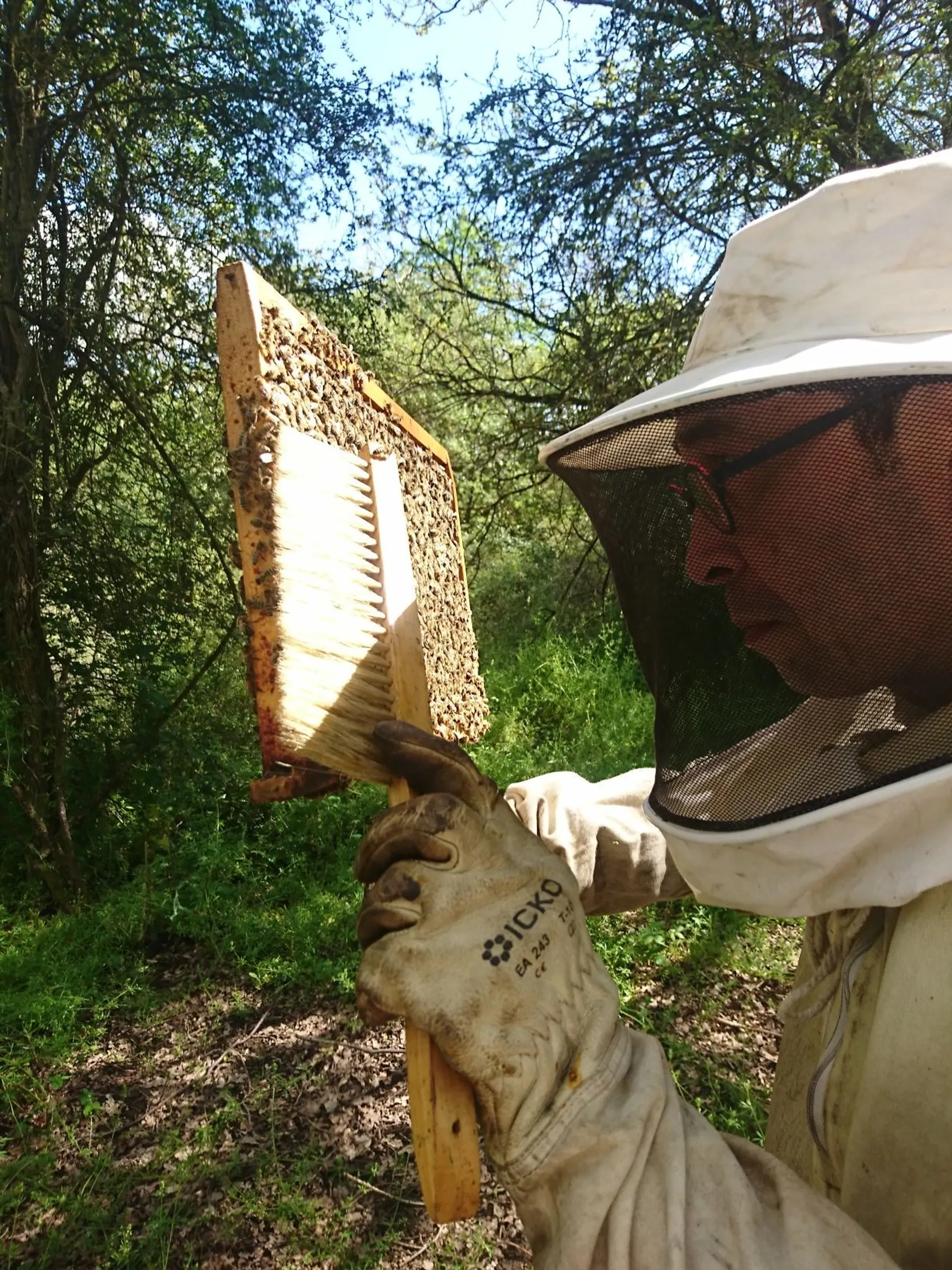 Initiez-vous à l'apiculture sur une demi-journée - Image n°4 - Wecandoo
