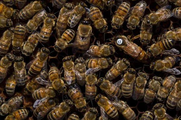Découvrez l'apiculture - Image n°3 - Wecandoo