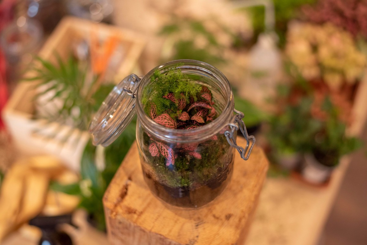 Wecandoo - Composez votre terrarium - Image n°6