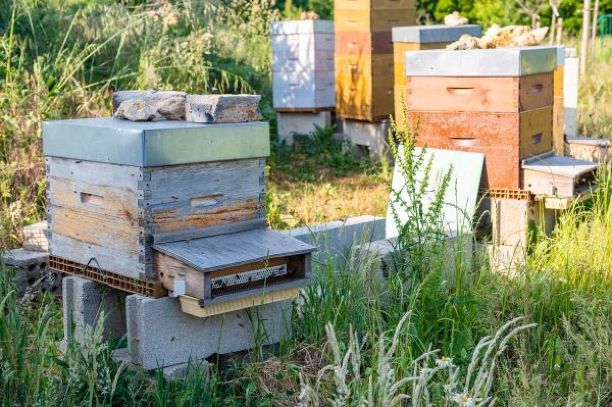 Wecandoo - Initiez-vous à l'apiculture - Image n°1