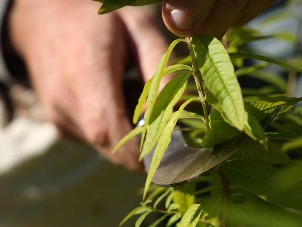 Wecandoo - Récoltez vos plantes sauvages - Afbeelding nr. 4