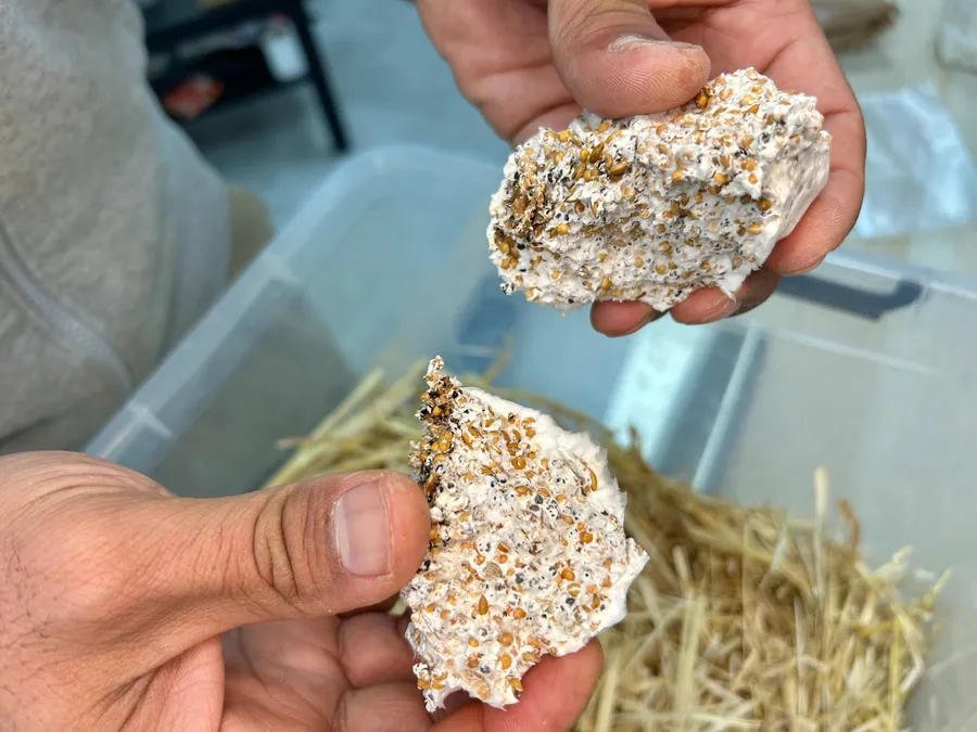 Apprenez à cultiver vos pleurotes - Image n°1 - Wecandoo