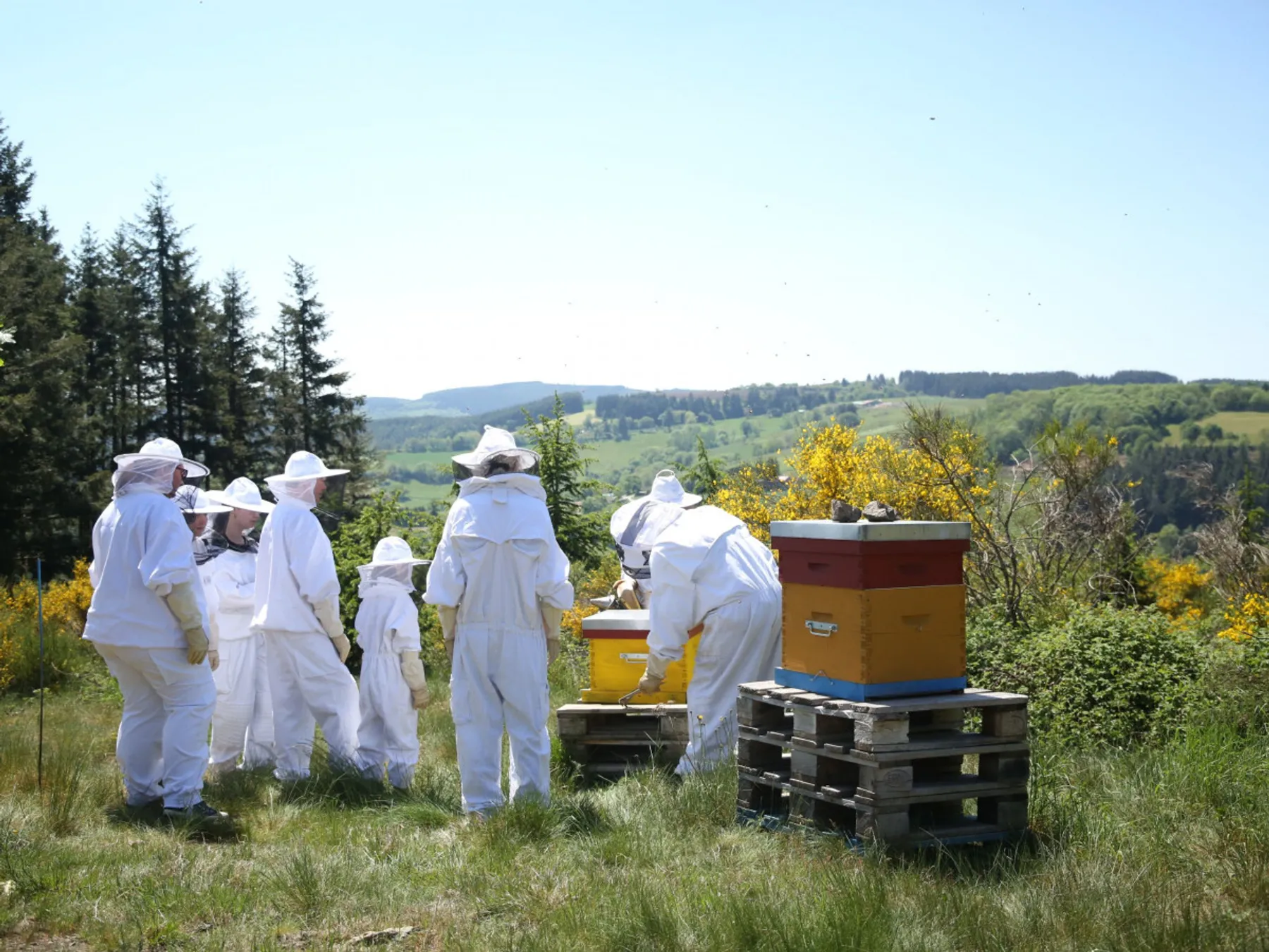 Initiez-vous à l'apiculture - Image n°2 - Wecandoo