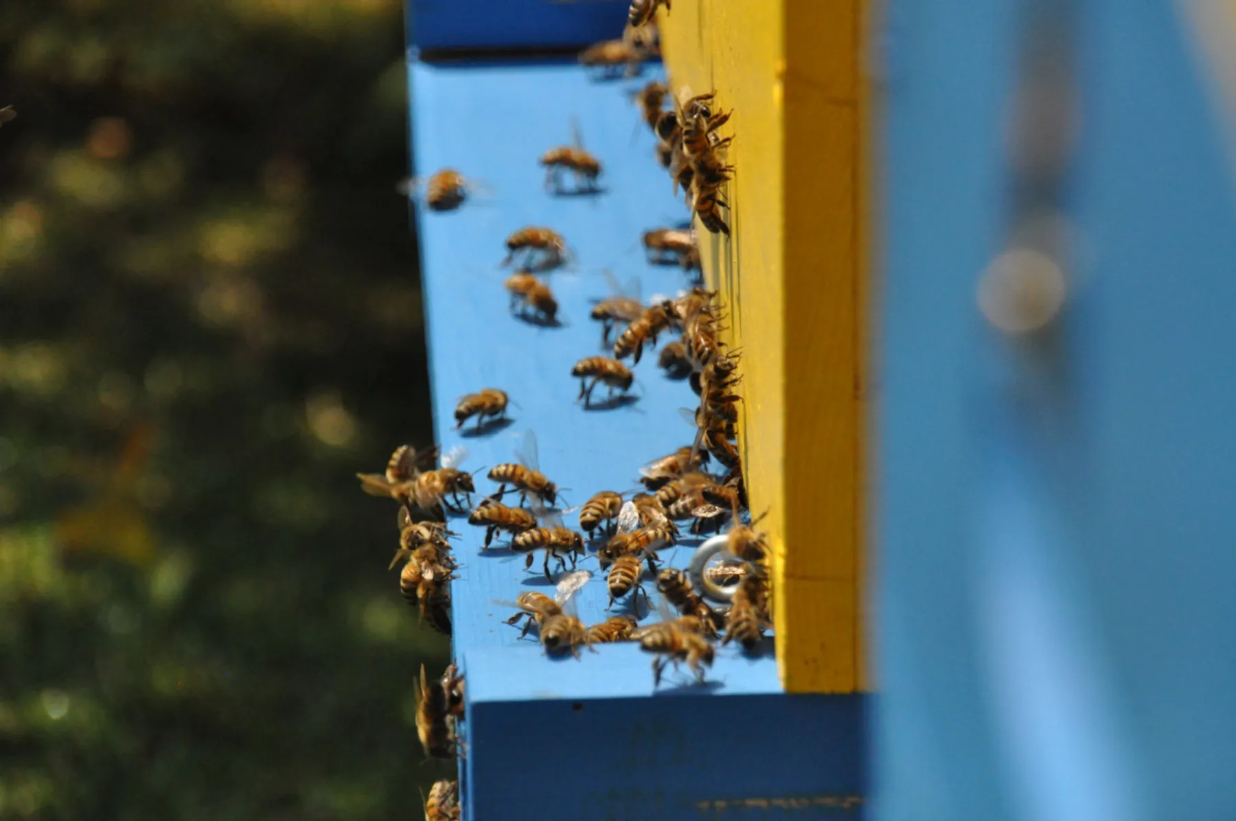 Une journée dans la vie d'un apiculteur - Afbeelding nr. 1 - Wecandoo
