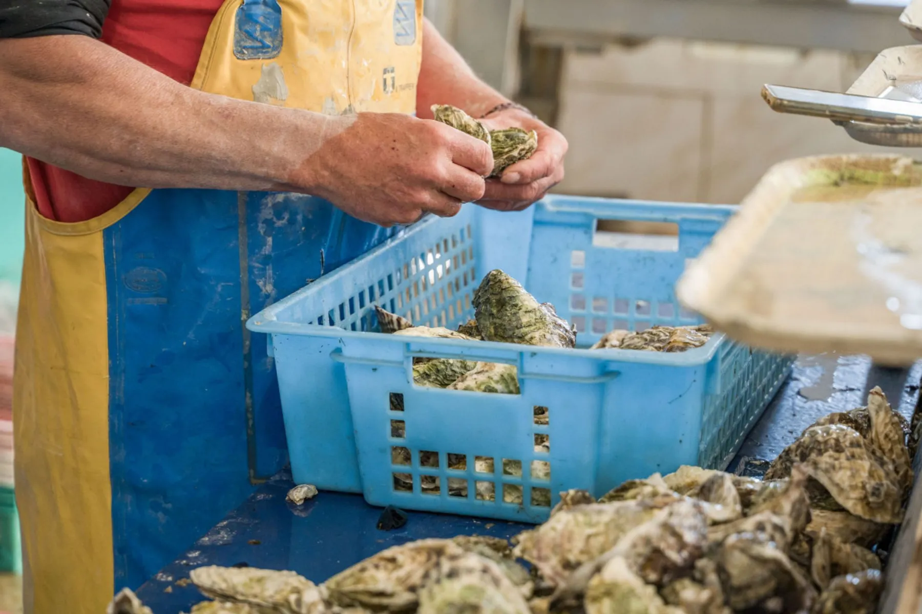 Visitez une exploitation ostréicole et dégustez des huîtres - Image n°3 - Wecandoo