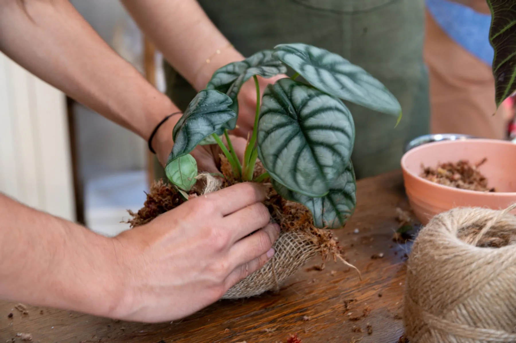 Composez votre kokedama - Afbeelding nr. 3 - Wecandoo