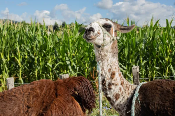 Wecandoo - Explorez un élevage de lamas et transformez la laine