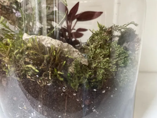 Créez votre terrarium moyen - Image n°3 - Wecandoo