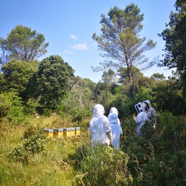 Initiez-vous à l'apiculture - Image n°2 - Wecandoo