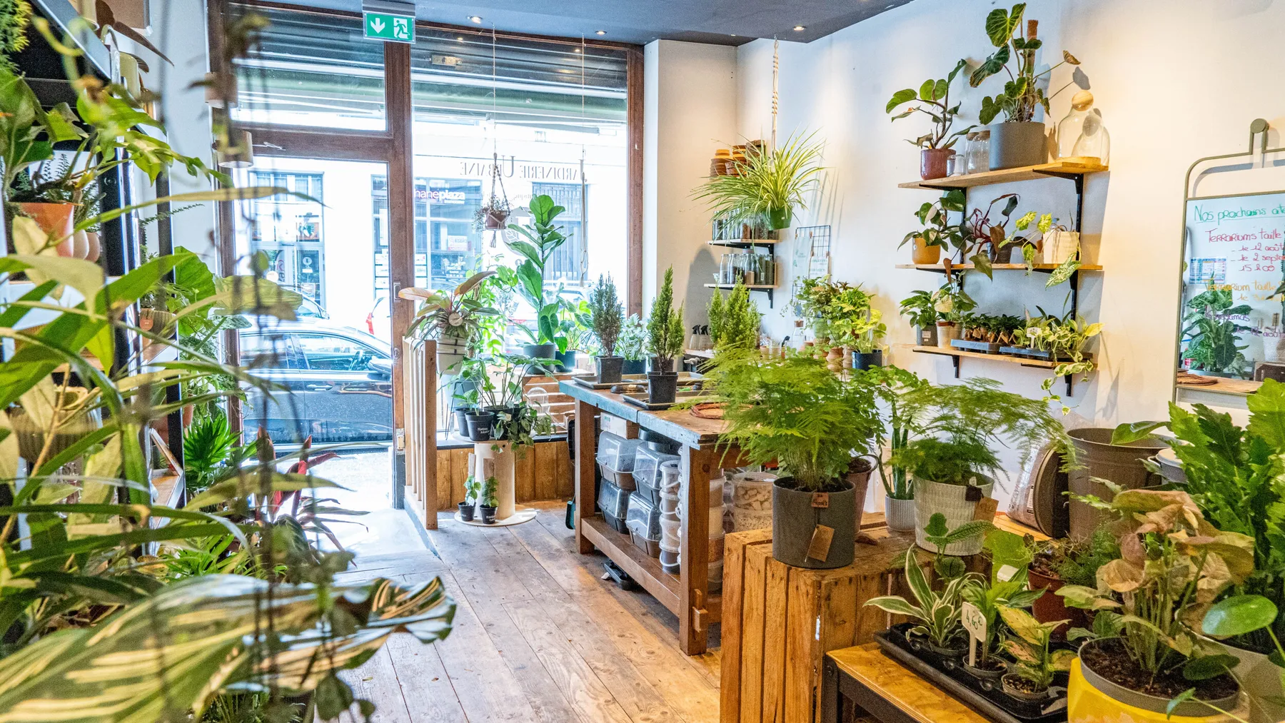 Réalisez votre bonsaï - Image n°1 - Wecandoo