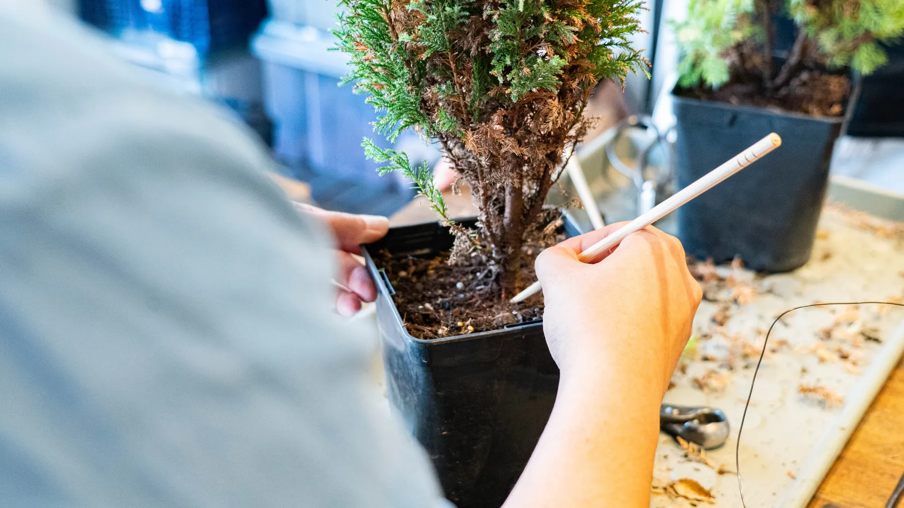 Réalisez votre bonsaï - Image n°2 - Wecandoo