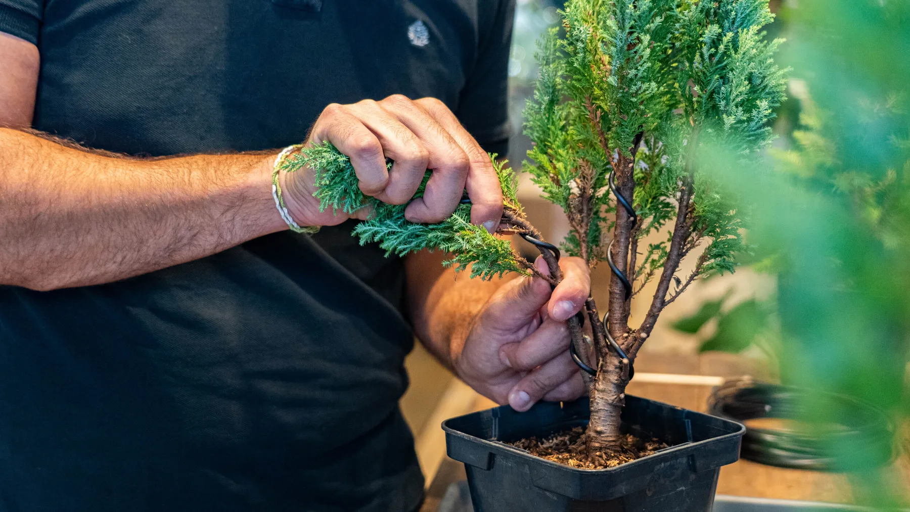 Réalisez votre bonsaï - Image n°4 - Wecandoo