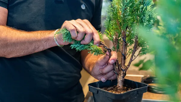 Réalisez votre bonsaï - Image n°4 - Wecandoo