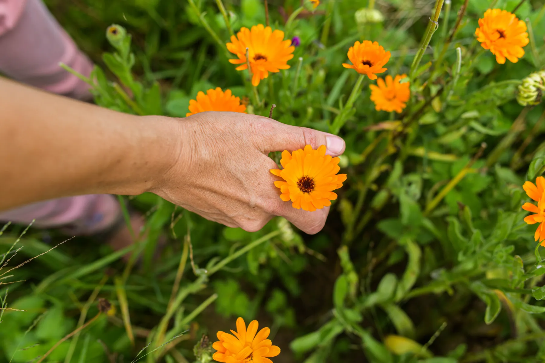 Visitez une ferme de plantes médicinales et composez votre tisane - Image n°1 - Wecandoo