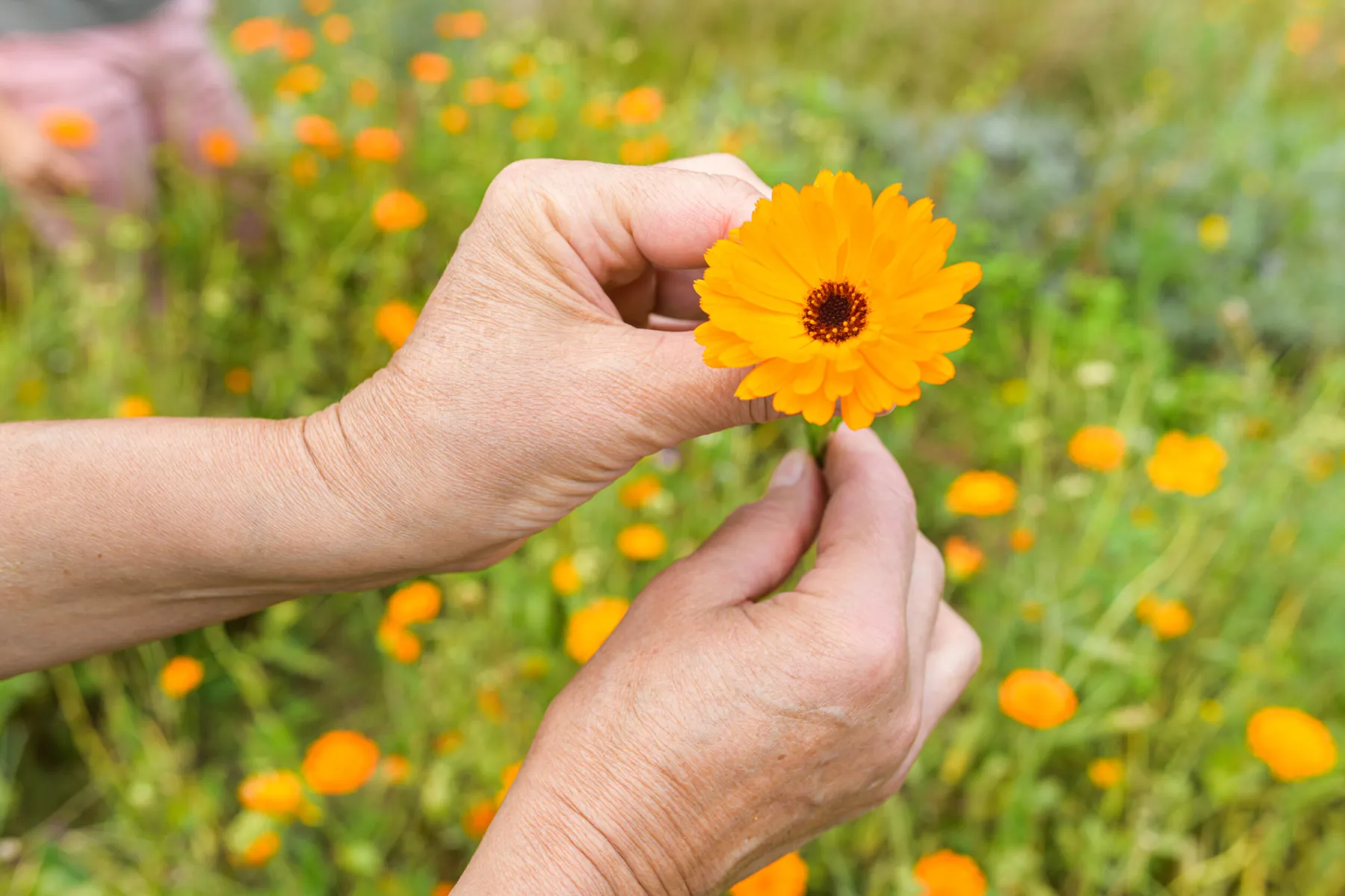 Visitez une ferme de plantes médicinales et créez votre baume corporel naturel - Image n°3 - Wecandoo