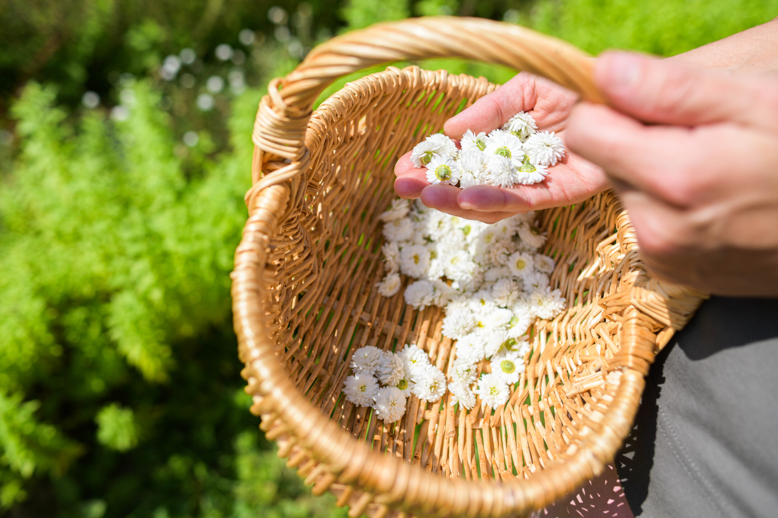 Wecandoo - Visitez une ferme de plantes médicinales et créez votre baume corporel naturel - Image n°4