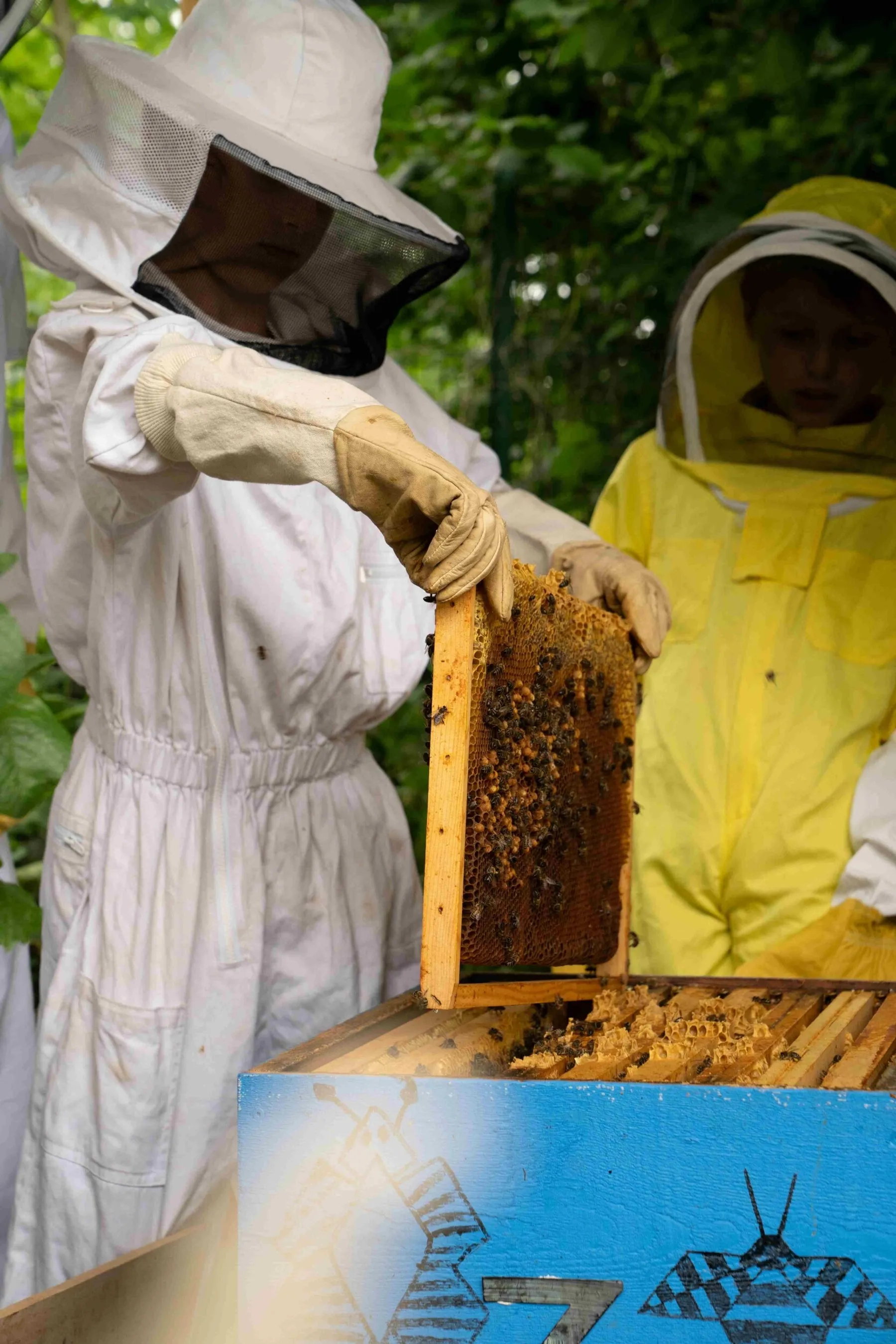Découvrez l'apiculture en duo avec votre enfant - Image n°5 - Wecandoo