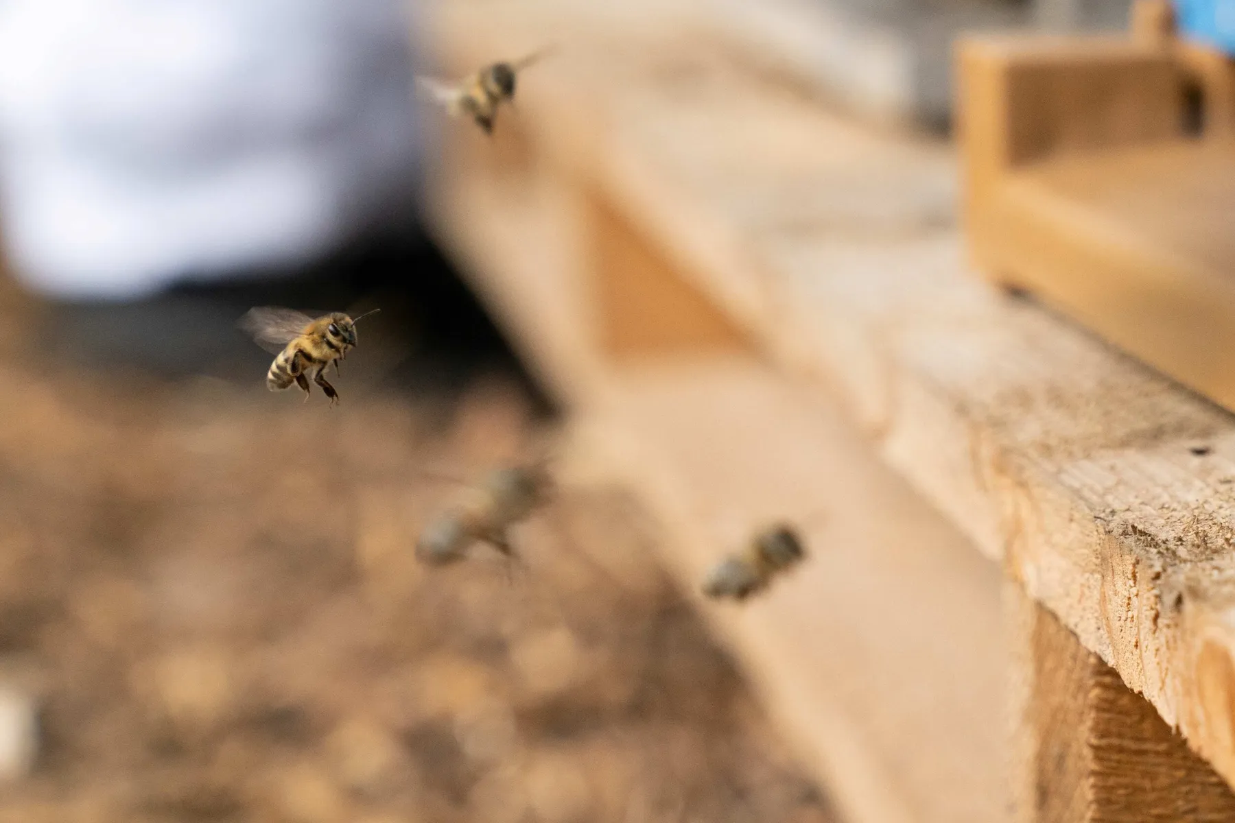 Découvrez l'apiculture en duo avec votre enfant - Image n°2 - Wecandoo