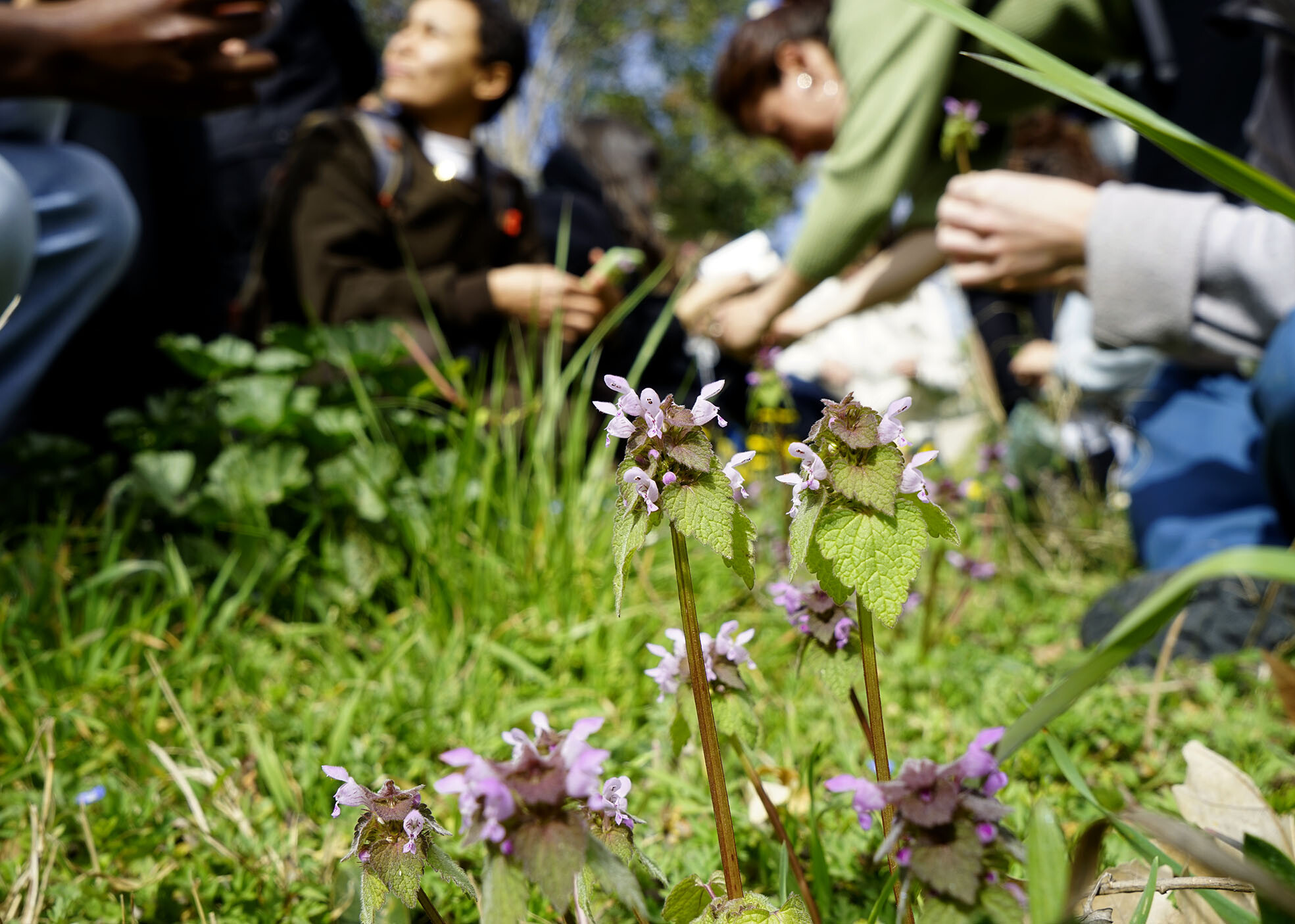 Wecandoo - Découvrez les plantes comestibles, entre jardin et cueillette sauvage ! - Image n°4