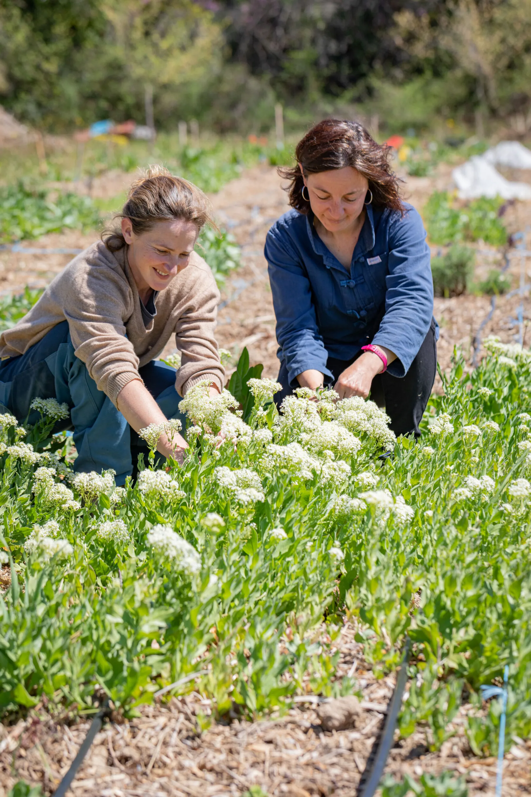 Découvrez les plantes comestibles, entre jardin et cueillette sauvage ! - Afbeelding nr. 1 - Wecandoo