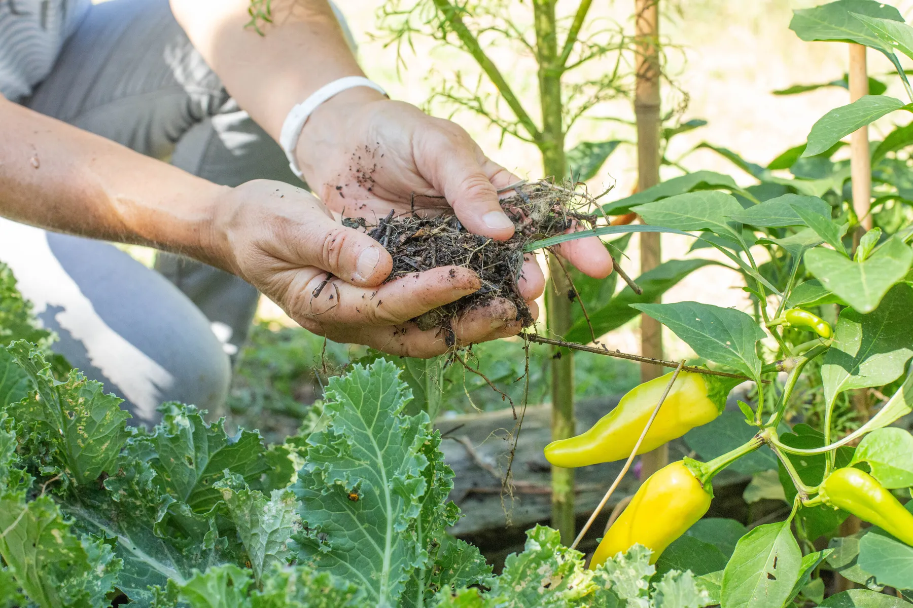 Cultivez votre potager en permaculture - Image n°2 - Wecandoo