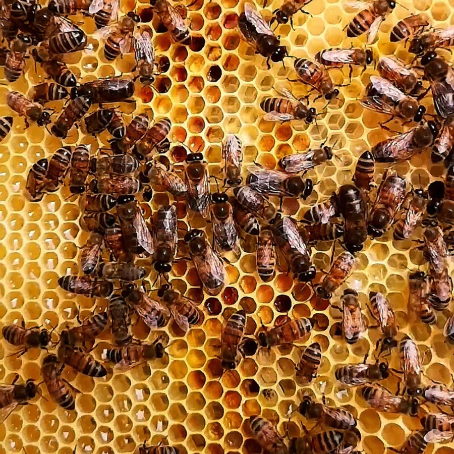 Initiez-vous à l'apiculture en groupe - Image n°1 - Wecandoo