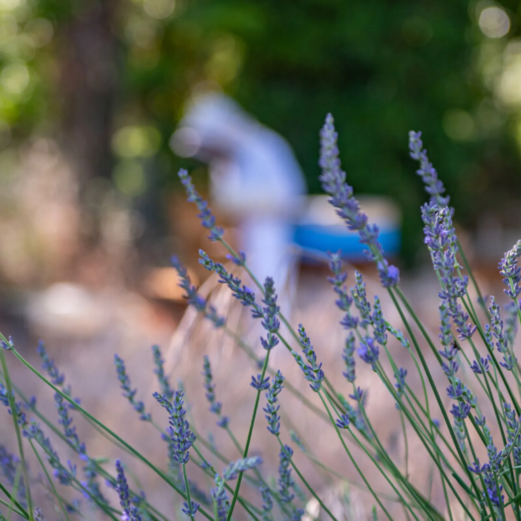 Initiez-vous à l'apiculture en groupe - Image n°2 - Wecandoo
