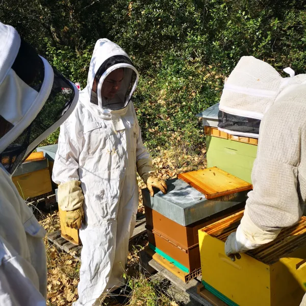 Initiez-vous à l'apiculture en groupe - Image n°4 - Wecandoo