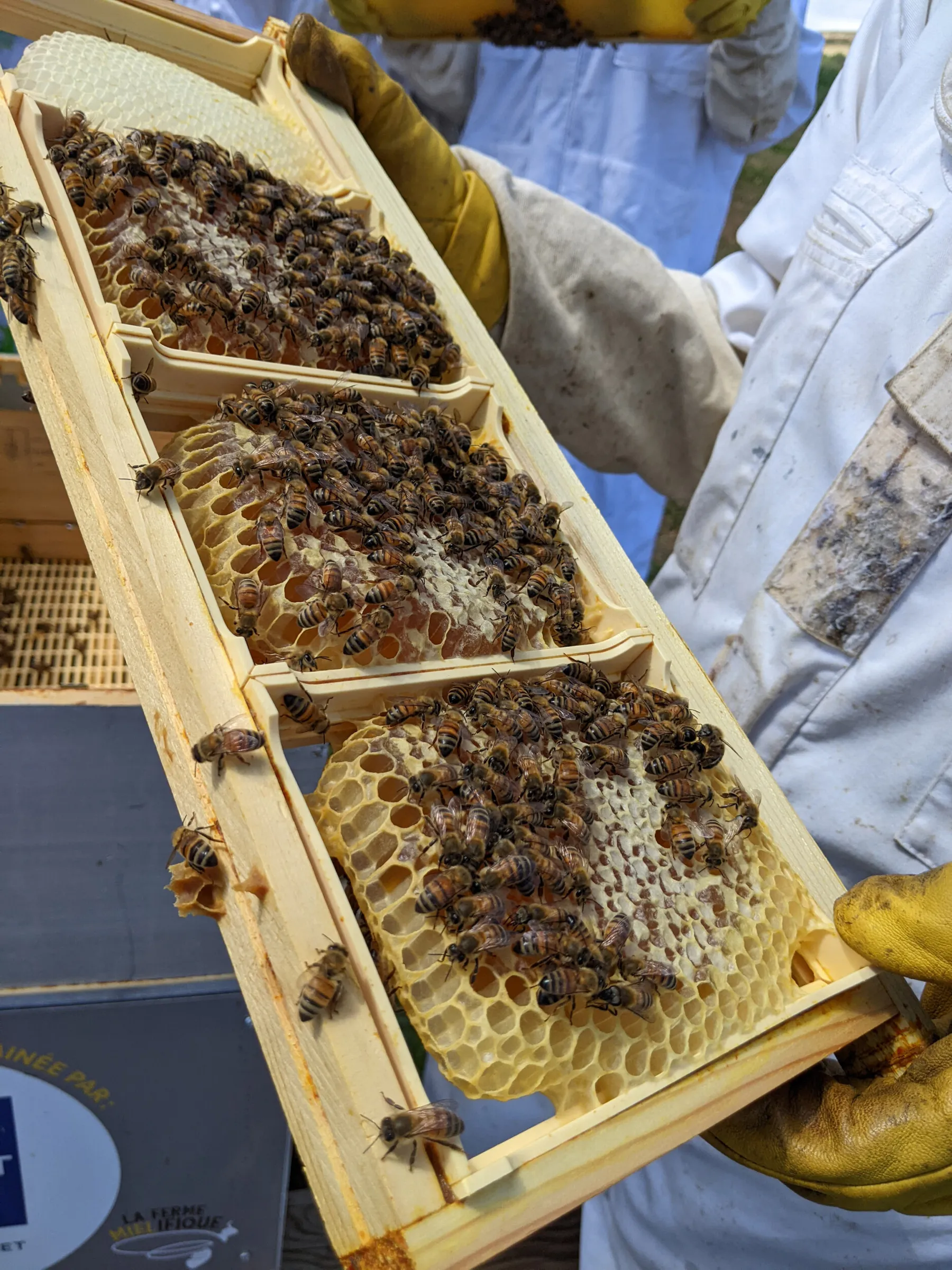 Découvrez l'apiculture et dégustez du miel et des boissons au miel - Image n°4 - Wecandoo