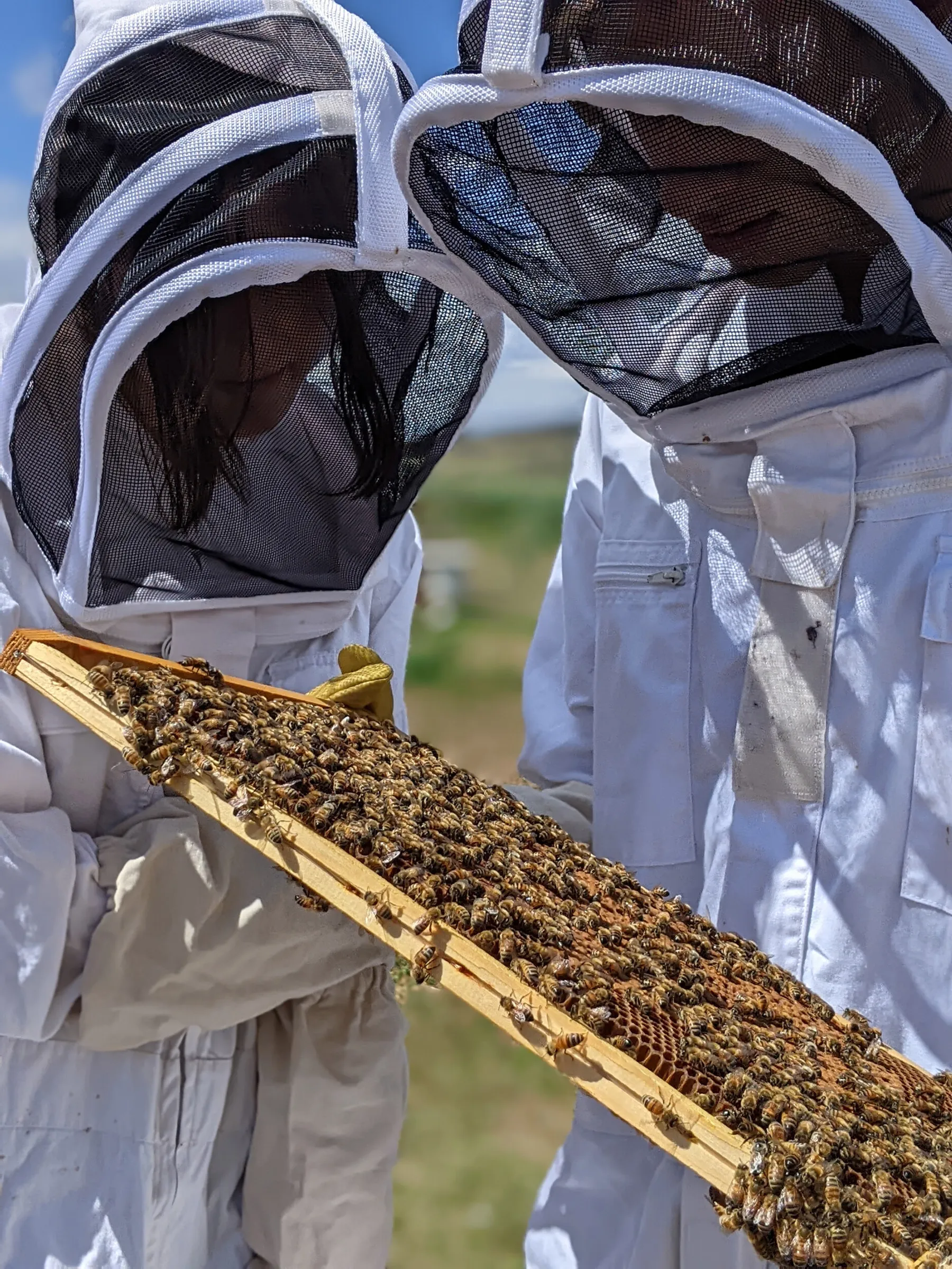 Découvrez l'apiculture et dégustez du miel et des boissons au miel - Image n°5 - Wecandoo