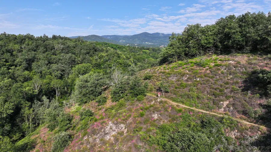 Découvrez les plantes sauvages comestibles le temps d'une balade - Image n°1 - Wecandoo