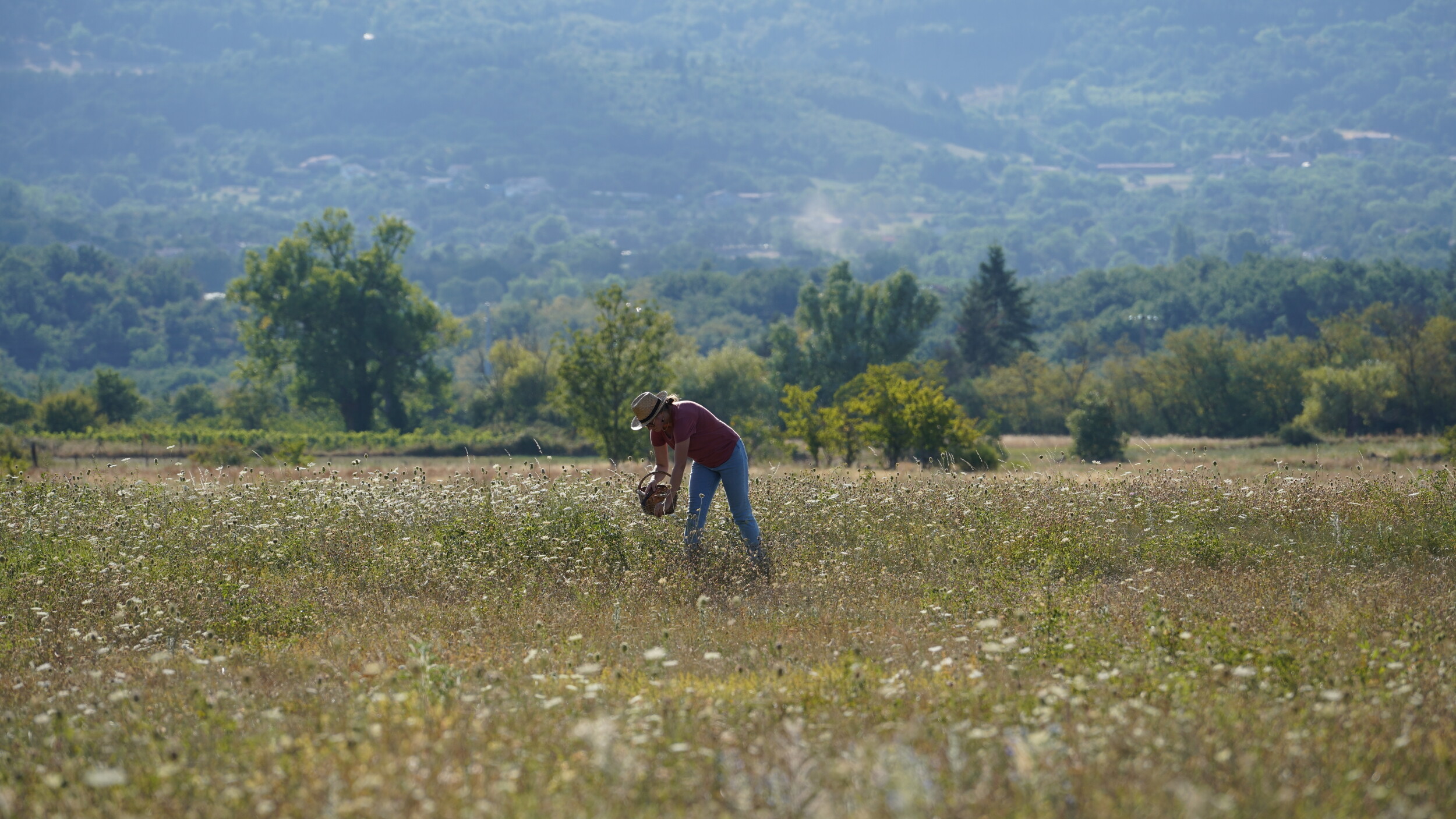 Wecandoo - Découvrez les plantes sauvages comestibles le temps d'une balade - Image n°2